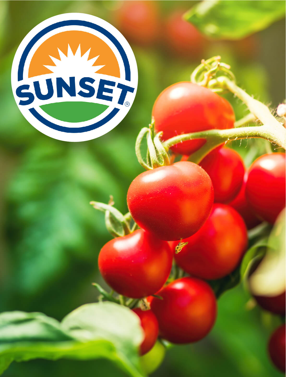 SUNSET-MEDIDA-DE-BANNERS-02