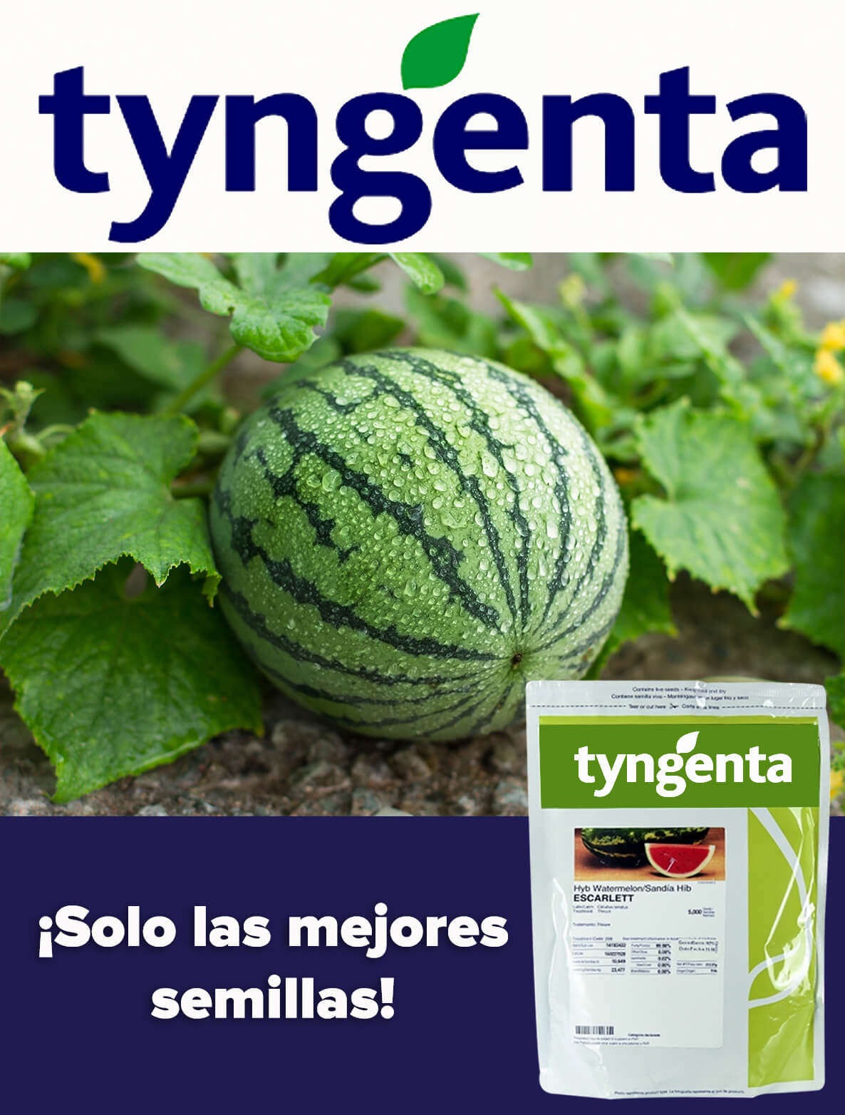 TYNGENTA